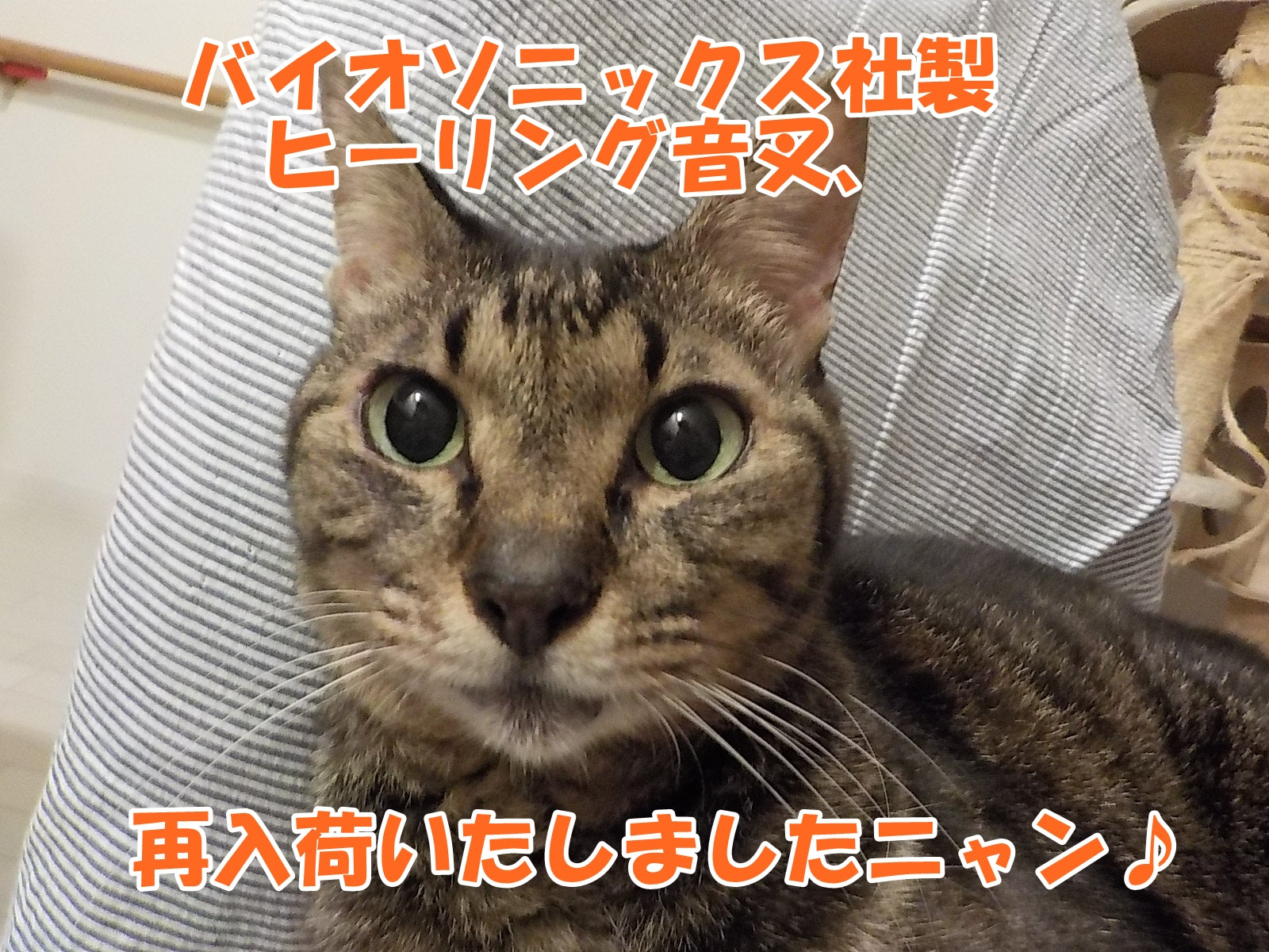 バイオソニックス社製ヒーリング音叉入荷いたしました♪